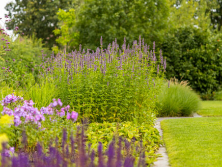 paarse-bloemen-tuin